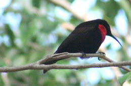 Scarlet Chested Sunbird