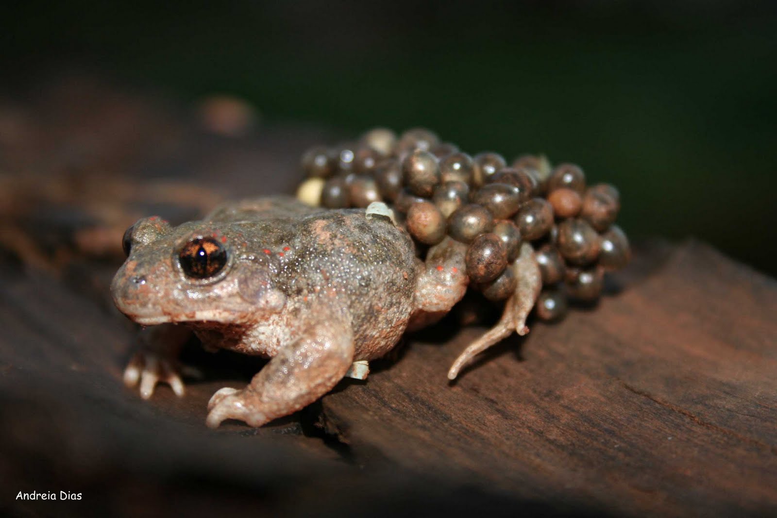 [Sapo_Parteiro_tratado.jpg]