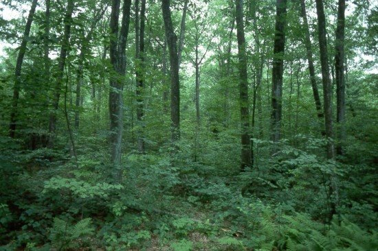 (Kevadest saab sügis(pilt enne töötlust)