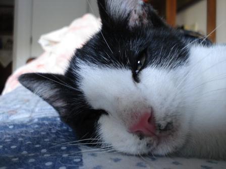 [peixinho_gato1.jpg]