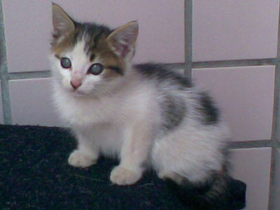 [gato1.jpg]