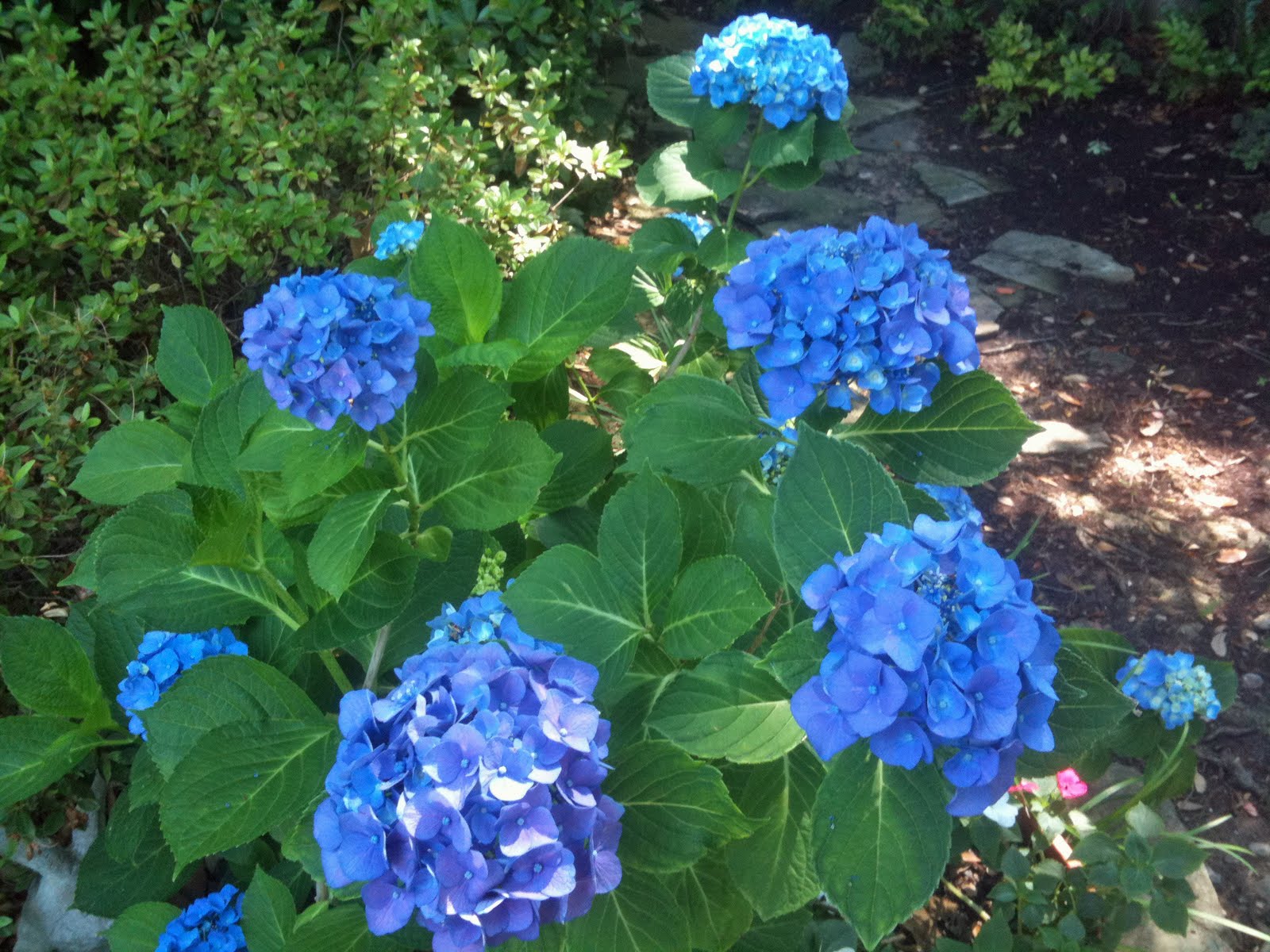 hydrangea endless summer