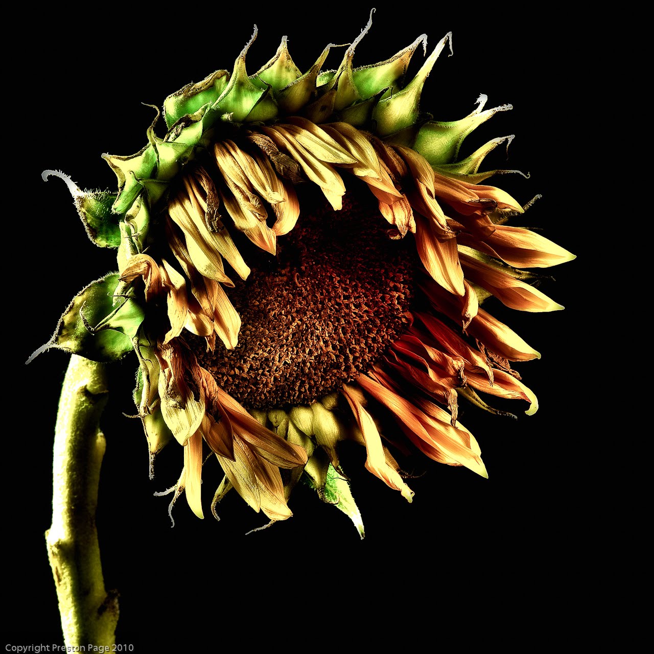 Scenes of St. Louis Dying Sunflower 14 HDR Series
