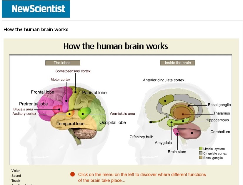 Educational Technology Guy: Interactive "How the Human Brain Works"