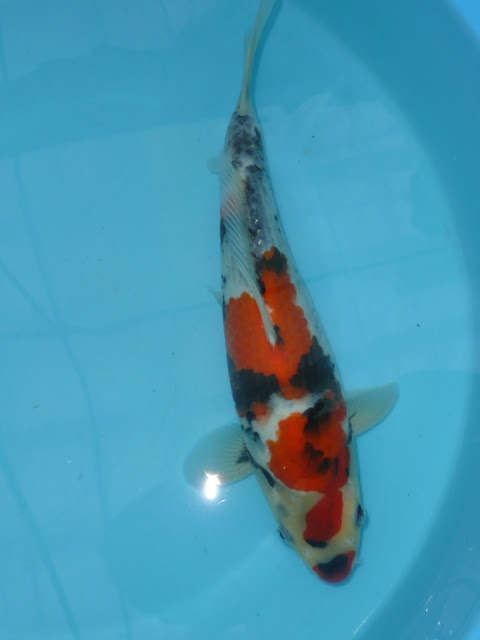 Dainichi Showa Gachapin bloodline