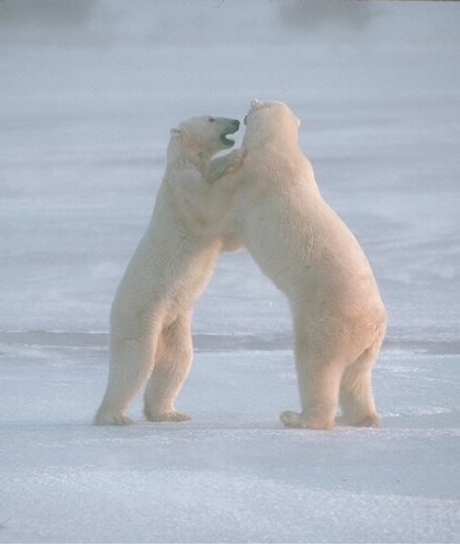 [Polar+Bears.jpg]