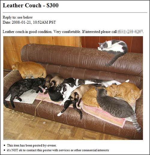 [cat_couch.jpg]