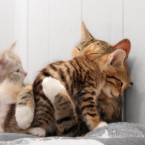 [huggingcats.jpg]
