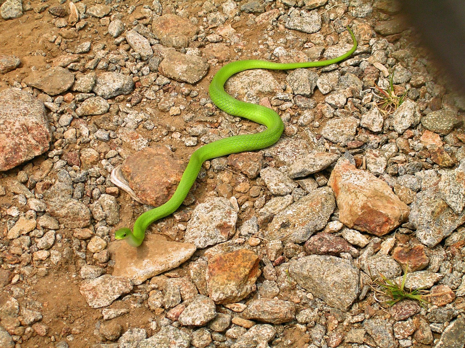 [Green+snake_edited.JPG]