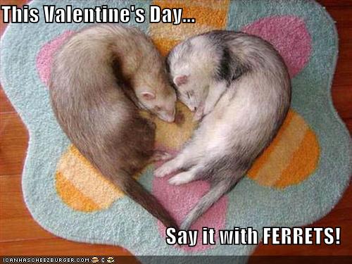 [funny-pictures-celebrate-valentines-day-with-ferrets.jpg]