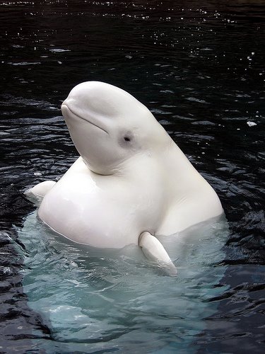 [belugawhale.jpg]