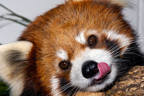 [redpanda.jpg]