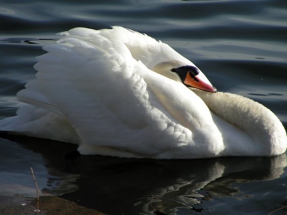 [swan.jpg]