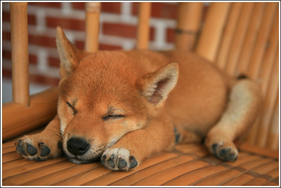 [Shiba-Inu_puppy.jpg]