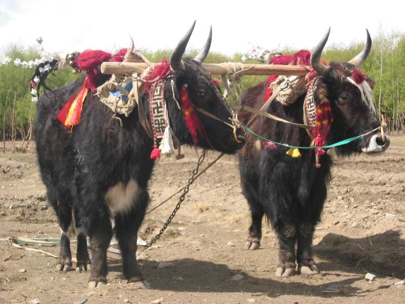 [In_Tibet,_yaks_are_decorated_and_honored_by_the_families_they_are_part_of.jpg]