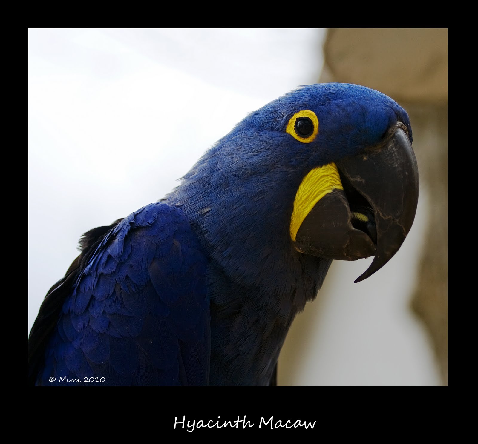 [Hyacinth+Macaw.jpg]