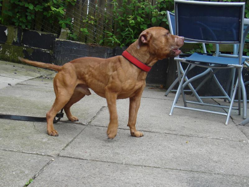 american pitbull terrier puppies for sale uk the truth about pit bulls the nanny dog myth revealed american pitbull terrier puppies for sale uk the truth about pit bulls the nanny dog myth revealed