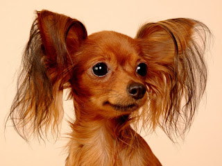 Small Dog Breeds For Year Old Girls Small Dog Breeds For Year Old Girls