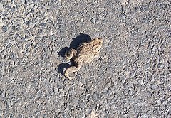 [toad.jpg]