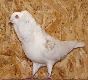 Old Dutch Capuchine Pigeon