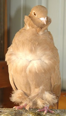 Chinese Owl Pigeon