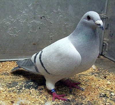 British Show Racer Pigeon
