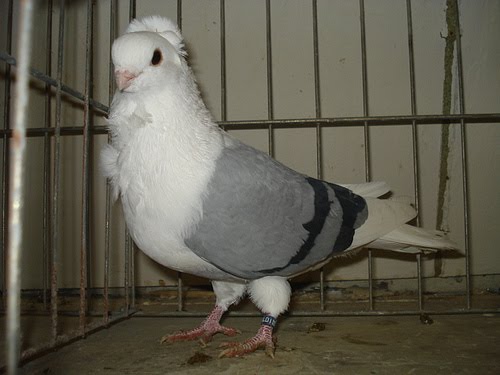 german pigeon