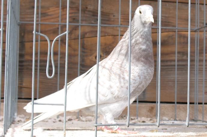 Birmingham Roller Pigeon Pictures ~ ENCYCLOPEDIA OF PIGEON ...