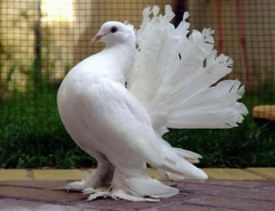 English Fantail Pigeon