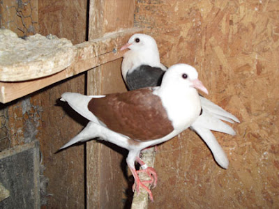 Voorburg Shield Cropper Pigeon