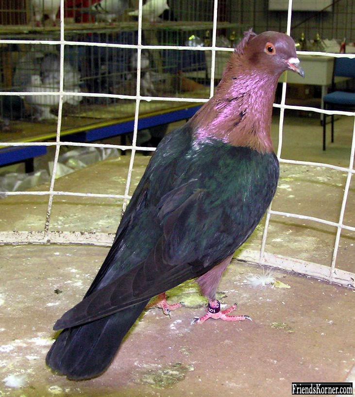 danish pigeon