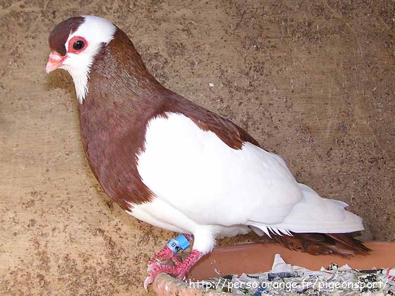 oriental roller pigeon