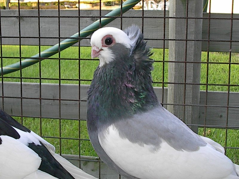 Komorner Tumbler Pigeon Pictures Felegyhazer Tumbler Pigeon Pictures