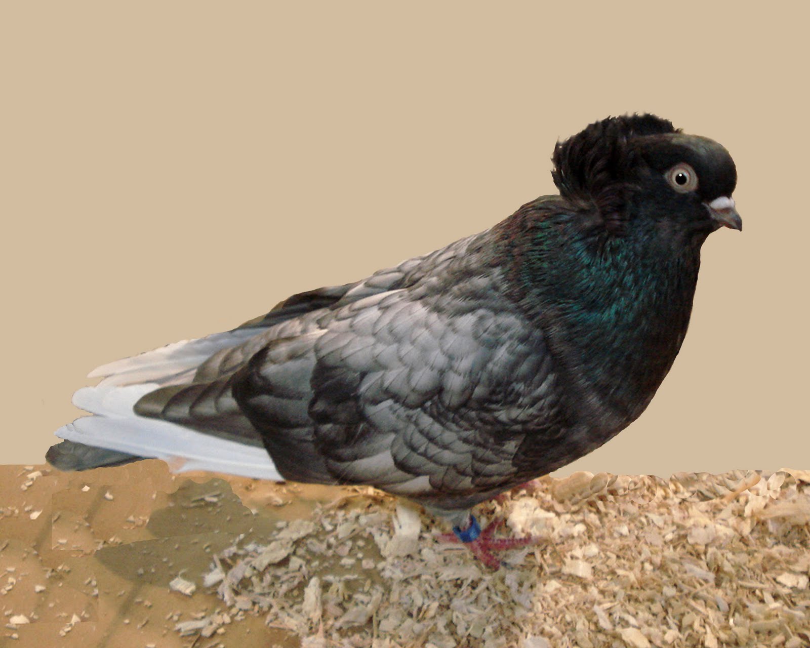 Komorner Tumbler Pigeon Pictures Felegyhazer Tumbler Pigeon Pictures