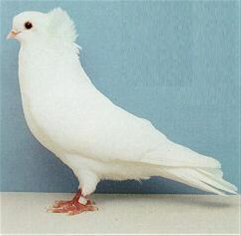 Komorner Tumbler Pigeon Pictures Felegyhazer Tumbler Pigeon Pictures