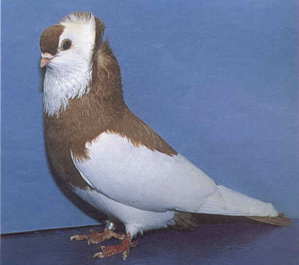 Badge+Tumbler+Pigeons+for+Sale Komorner Tumbler Pigeon Pictures | Felegyhazer Tumbler Pigeon Pictures ...