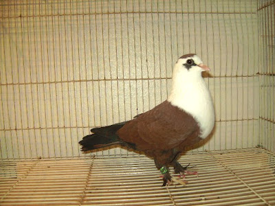 Shirazi Pigeon - Shakhsharli Tumblers Pigeon