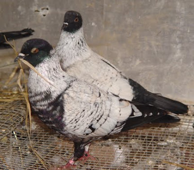 Danish Suabian Pigeon