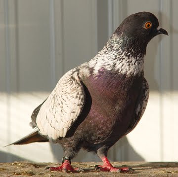 Danish Suabian Pigeon
