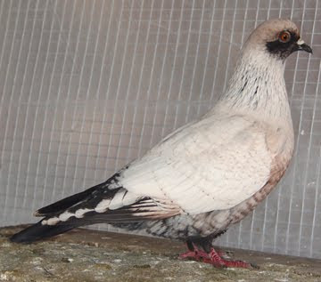 danish pigeon