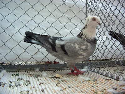 Timisoara Tumbler Pigeon