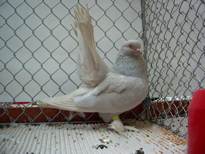 Kazan Tumbler Pigeon Rostov Tumbler Pigeon