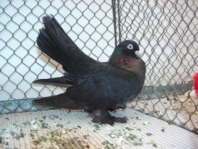 Kazan Tumbler Pigeon Rostov Tumbler Pigeon