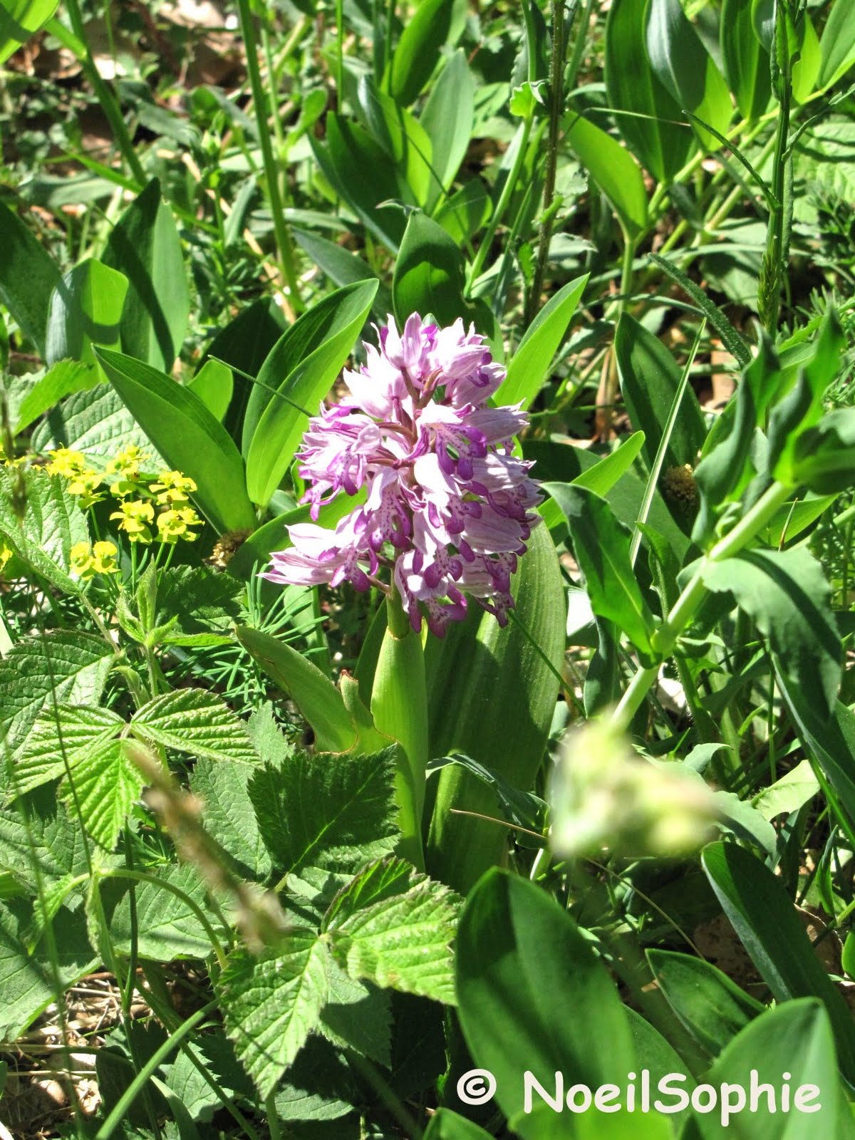 amitiés et rencontres jules romains