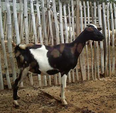Criolla Santandereana
