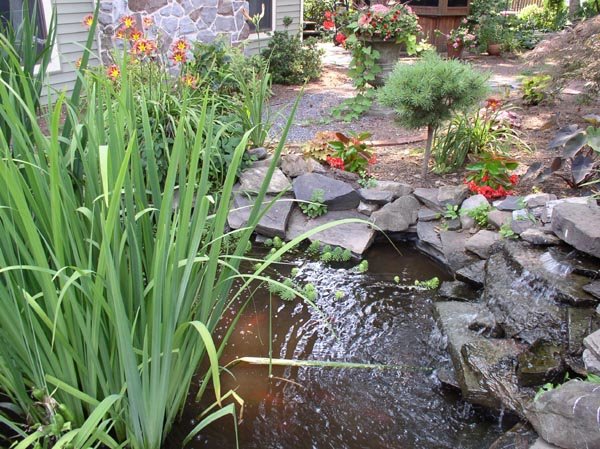 [fishpond+3.jpg]