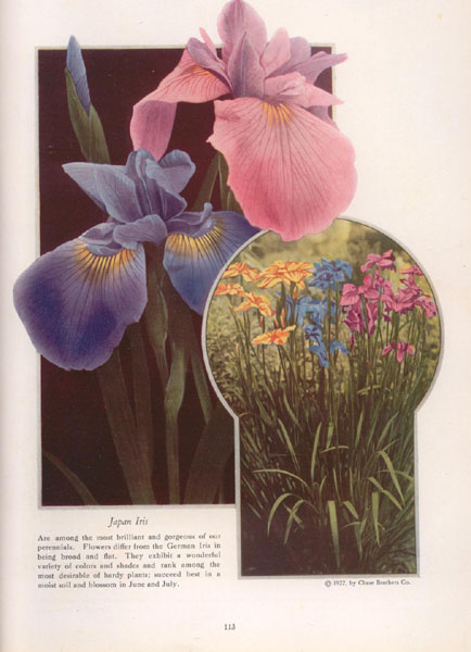 [iris+old+book.jpg]