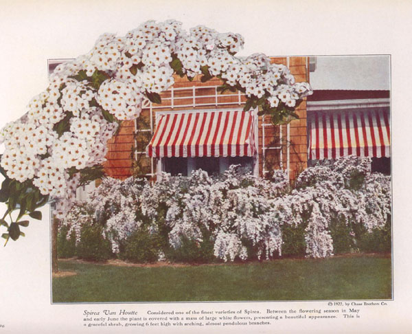 [spirea.jpg]