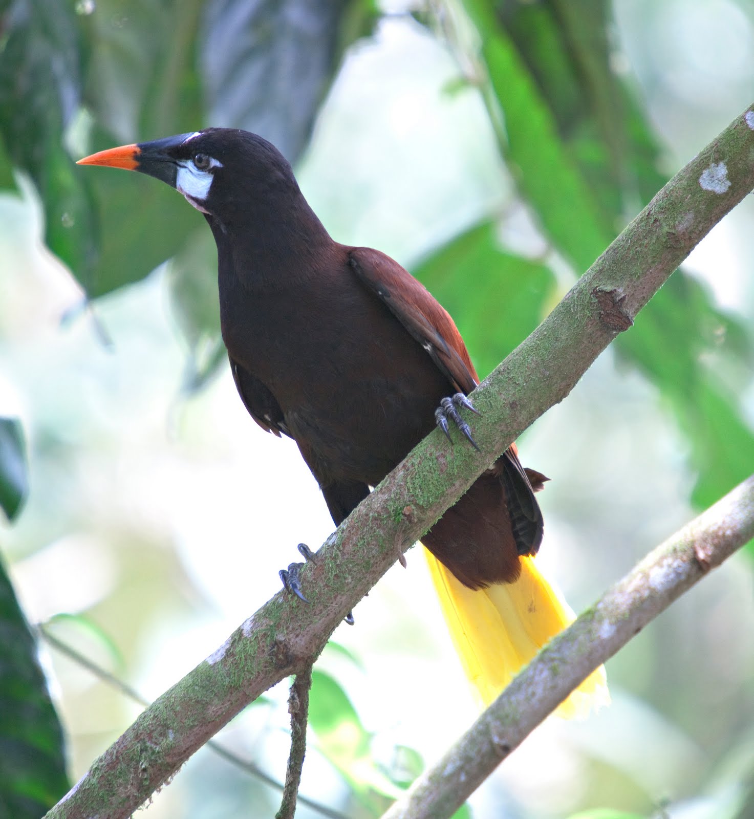 MOVED TO COSTA RICA May 2010