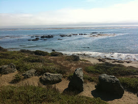 Elephant seal playground